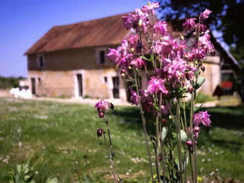 Purple flowers in garden at La Guirtelle B&B in Lainsecq, France