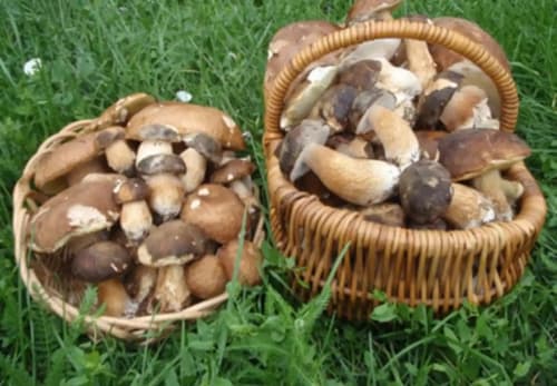 la biche au bois-champignons-dordogne