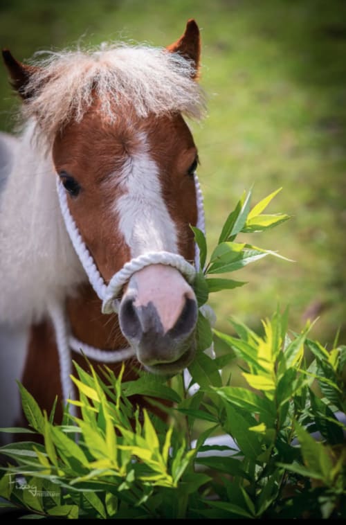 The Stable Annexe - Charming B&B in the countryside with horses, Doddyke, Lincoln 