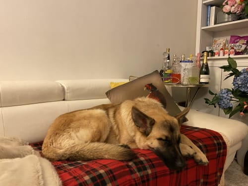 Animal friendly accommodation