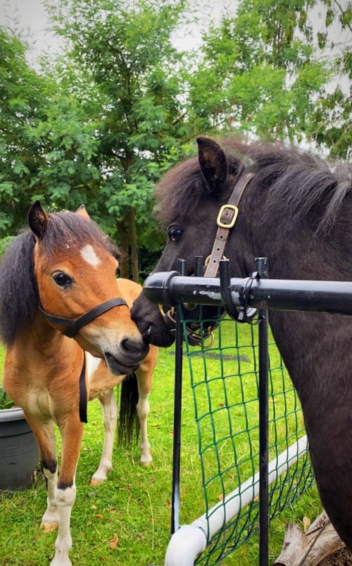 Ponies