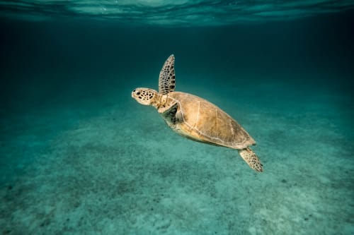 Tortue marine nageant dans les eaux turquoise des Caraïbes près des Trois-Ilets, Martinique