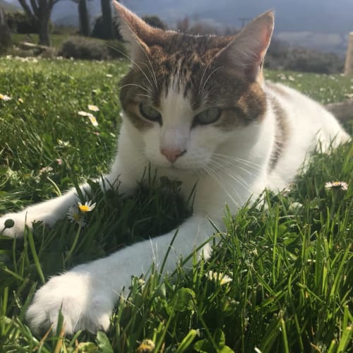 Grijsgestreepte en witte kat ontspant zich in de zonnige tuin van Le Pavillon M, Grignan