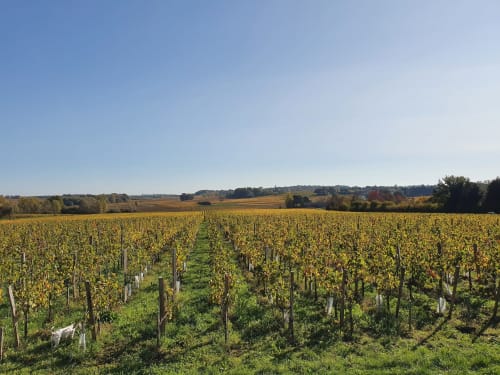 Golden vineyard rows stretching across Lussac countryside with clear blue sky, Pavillon Des Millesimes & SPA backdrop
