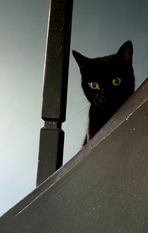Chat noir aux yeux jaunes perché sur le toit du Grand Duc, Valenciennes