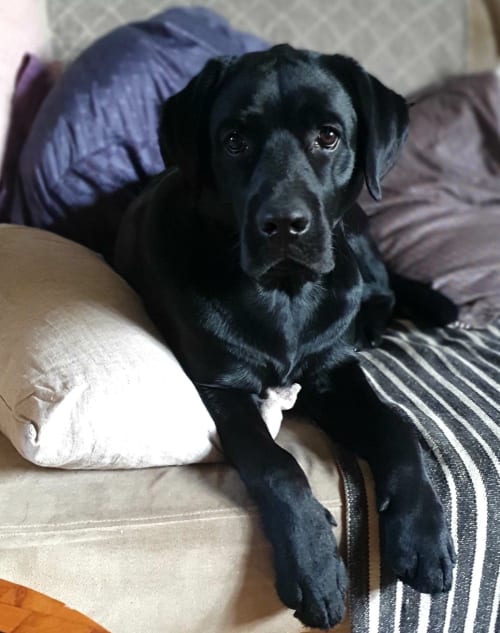 Labrador noir se reposant confortablement sur un lit douillet au Grand Duc, un charmant gîte à Valenciennes, France