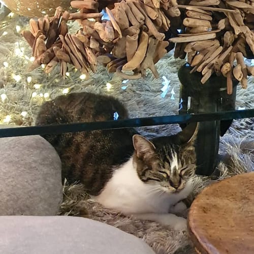 Chat roux et blanc au repos sur un tapis en fourrure à la chambre d'hôtes Le Grand Duc à Valenciennes, France