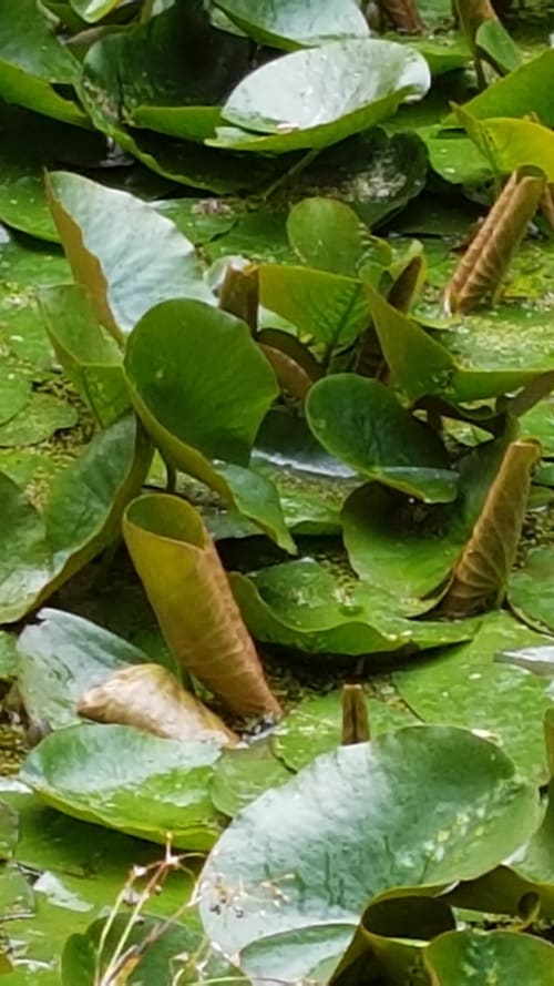 Plantes carnivores et feuillage tropical au Grand Duc, une chambre d'hôtes à thème botanique à Valenciennes, France