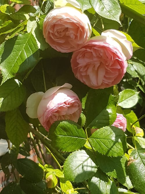 Les délicates roses roses qui fleurissent dans le jardin du Grand Duc, un charmant gîte à Valenciennes, France