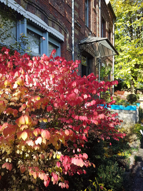 Lierre automnal vibrant et feuilles rouges couvrant la façade en briques du Le Grand Duc B&B à Valenciennes, France