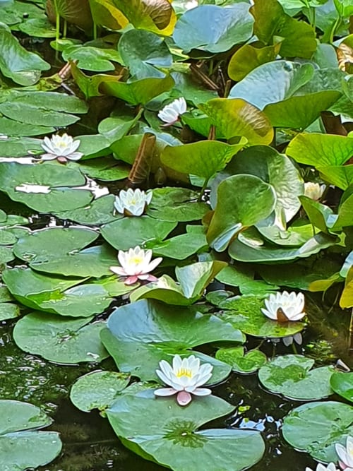 Nénuphars et feuilles de lotus dans le bassin de l'hôtel Le Grand Duc, Valenciennes