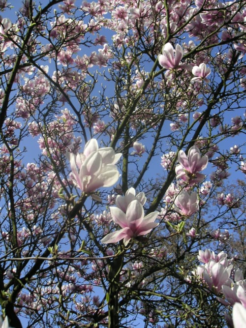 Fleurs de magnolia rose et blanc en fleurs sur les branches au Gîte Le Grand Duc à Valenciennes
