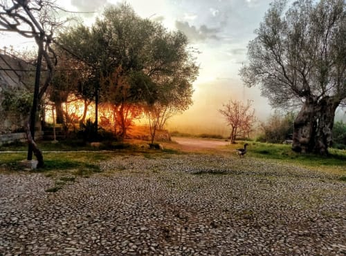 Ben matí amb la boira encara besant els camps, ens visiten les oques.