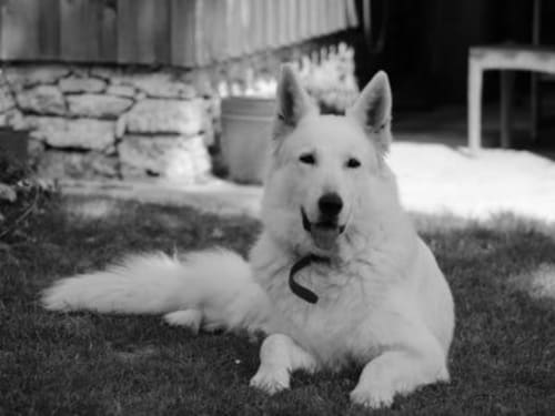 week-end animaux chien  équitation nature famille 
