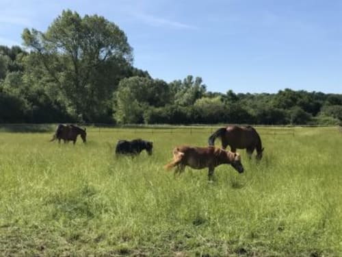 week-end animaux cheval poney  équitation nature famille 