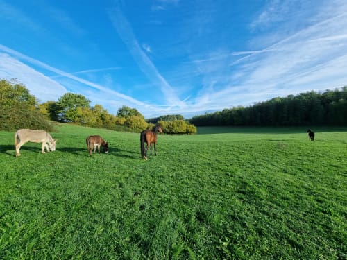 Nos prés dans le domaine des Granges Indigo avec nos animaux en liberté