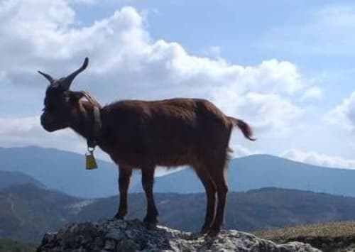 Destination Ailleurs, Gorges du Verdon - hébergements insolites, séjour en famille, Castellane, chèvres du Rove, animaux, ferme