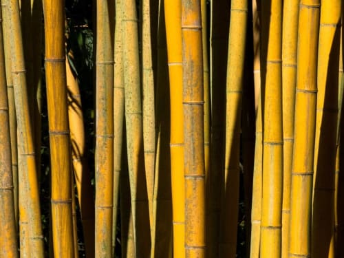 Détail des tiges de bambou dans la Bambouseraie d'Anduze, lumière filtrée et nature paisible.