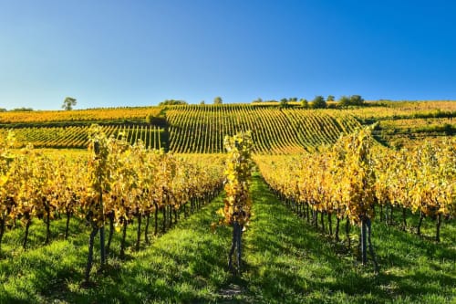 A moins de 10mn à pied de l'appartement Ferme les Iris, vous plongerez dans les étendues de la route des vins et des vignobles