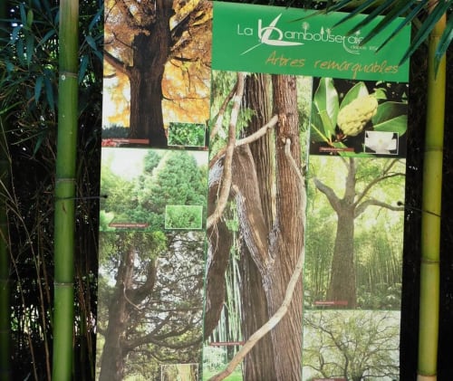 Bamboo grove of Anduze bed and breakfast hotel le Portel des Arnaud gard week end  
