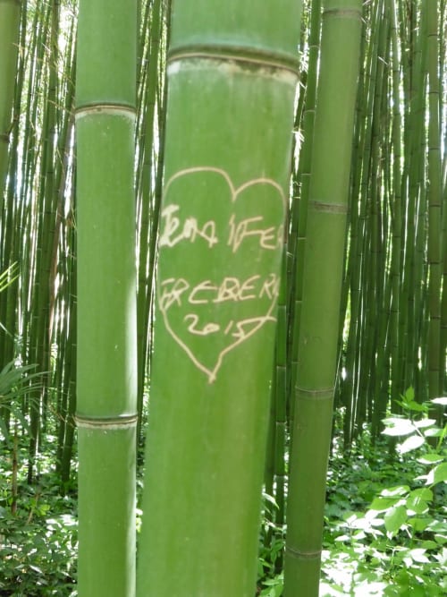 Détail des tiges de bambou dans la Bambouseraie d'Anduze, lumière filtrée et nature paisible.