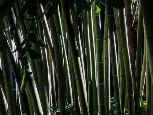 Détail des tiges de bambou dans la Bambouseraie d'Anduze, lumière filtrée et nature paisible.