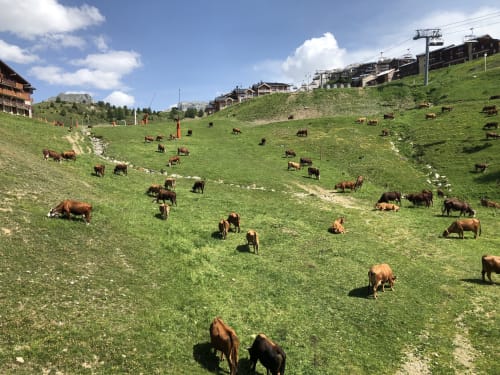 troupeau vaches la plagne