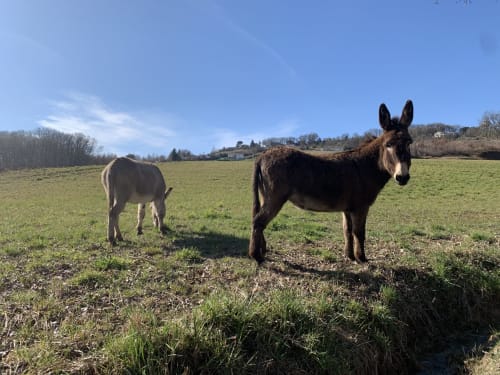 Two donkeys grazing in a green pasture at Le Pignié B&B in Lescure-d'Albigeois, France