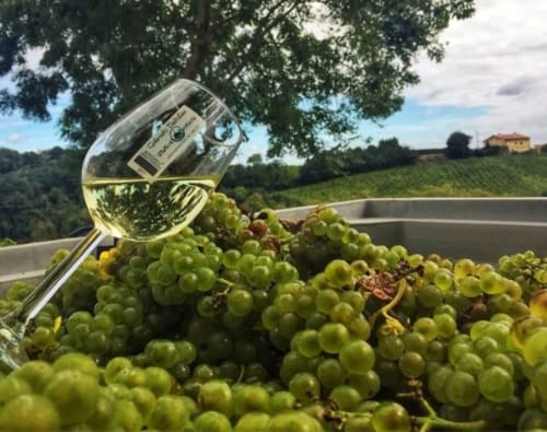 Copa de vino blanco con botella inclinada sobre uvas verdes frescas en el paisaje de viñedos de Gipuzkoa