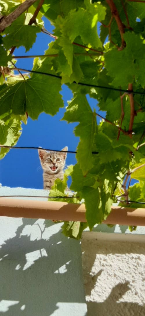 Little cat on the roof