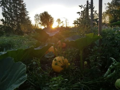 courges