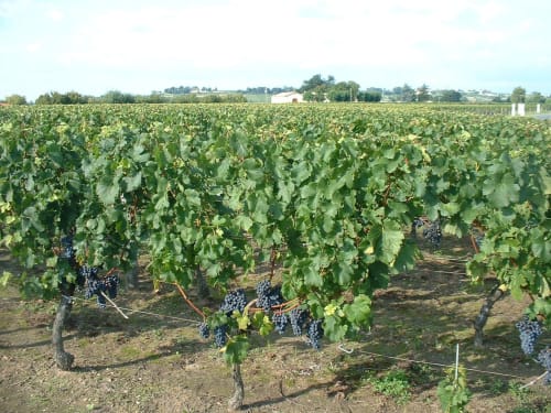 Vignoble aux raisins violets près de Biscarrosse Plage, paysage rural de région viticole française