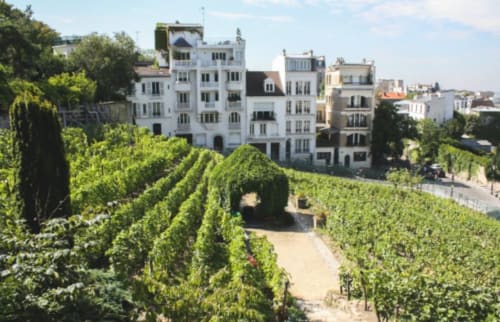 Vineyard Montmartre Paris wine hotel