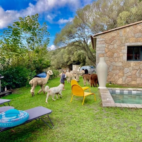 Les Bergeries De Figari Sélectionnez votre chambre