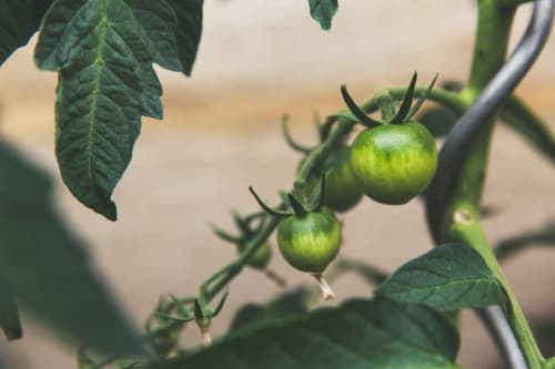 Pomodori verdi non maturi che crescono sulla vite presso l'azienda Casale di Poggioferro, Toscana