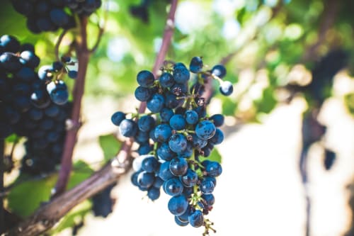 Uva blu matura nella vigna di Casale di Poggioferro, Toscana