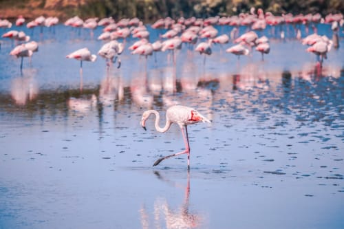 Des flamants roses pataugent dans l'eau bleue peu profonde près de la Villa Thébaïde, Laudun L'Ardoise