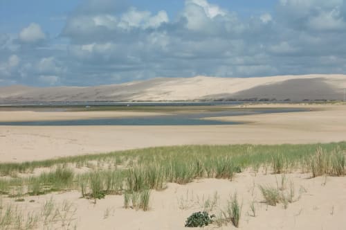 Dunes de sable avec oyat à Côte Et Dune, Biscarrosse Plage, France