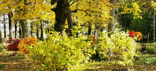 Les couleurs automnales des érables au Jardin des Terres, Jardins de l'Ange - Château de Verdalle