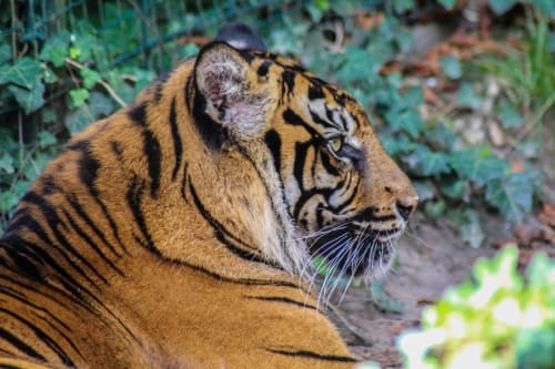 Zoo de beauval show show animals