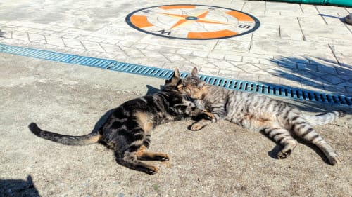 pet friendly