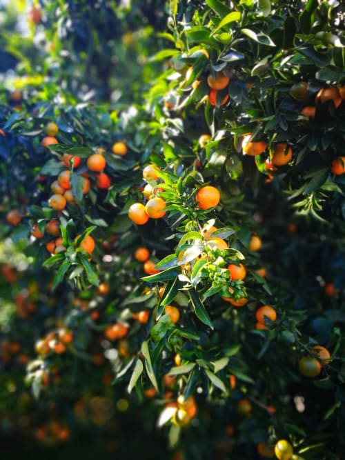 frutta bio