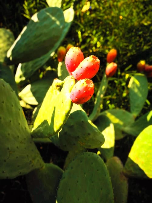 frutta bio