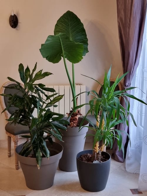Un buisson de verdure dans la salle à manger du Clos Magedon - Chambres d'hôtes - Médan