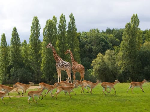 Le Parc zoologique de Thoiry, son château - Sortie en famille pour une belle journée découverte et retour au Clos Magedon - Chambres d'hôtes