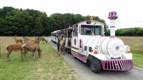 safari train animals ideal together