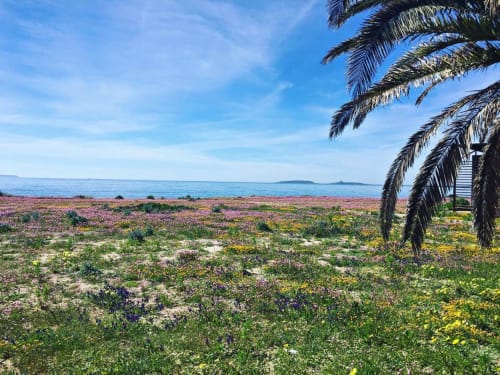 Prairie fleurie colorée avec palmiers et vue sur la mer Méditerranée à Affittacamere Al Mare, Torre Grande Oristano