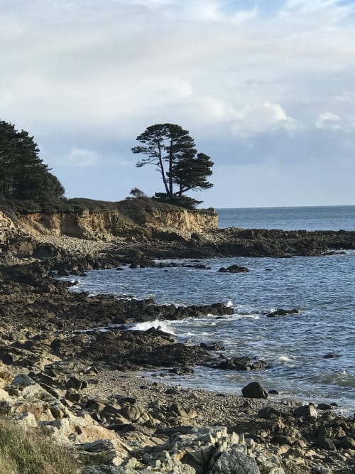 Falaises côtières avec pin dominant une plage rocheuse aux Gîtes De L'odet, Clohars-Fouesnant