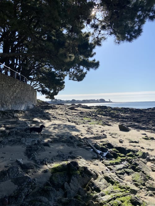 Plage rocheuse aux Gîtes De L'odet à Clohars-Fouesnant, avec pins et vue sereine sur la mer
