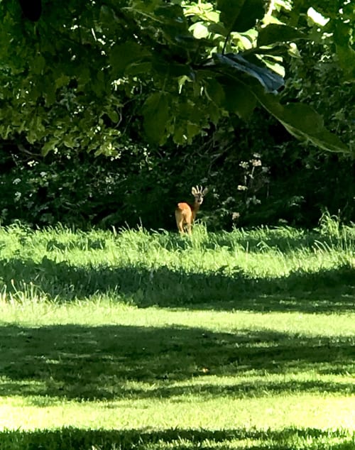 Cerfs broutant dans un pré aux Gîtes De L'odet, gîte rural en Clohars-Fouesnant, Bretagne